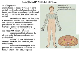 ANATOMIA DA MEDULA ESPINAL
 Siringomielia:
anormalidade de desenvolvimento do canal
central, envolvendo mais frequentemente o
tronco encefálico e a medula cervical. No local
da lesão, ocorre cavitação e gliose na região
central
perda bilateral das sensações de dor
e temperatura nos dermátomos relacionados
aos segmentos medulares acometidos
(cruzamento dos tratos espinotalâmicos
laterais na comissura branca anterior)
fraqueza nos pequenos músculos
das mãos (NMI no corno anterior)
espasticidade bilateral abaixo do
nível da lesão (tratos descendentes não
corticospinal)
sinal de Babinski e hiperreflexia
tendínea abaixo do nível de lesão (trato
corticospinal)
síndrome de Horner pode estar
presente (lesão de fibras autonômicas no
funículo lateral – trato reticuloespinal)
 