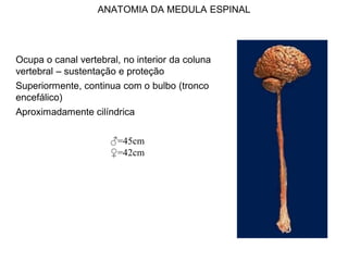 ANATOMIA DA MEDULA ESPINAL
Ocupa o canal vertebral, no interior da coluna
vertebral – sustentação e proteção
Superiormente, continua com o bulbo (tronco
encefálico)
Aproximadamente cilíndrica
♂=45cm
♀=42cm
 