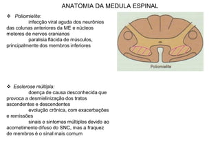 ANATOMIA DA MEDULA ESPINAL
 Poliomielite:
infecção viral aguda dos neurônios
das colunas anteriores da ME e núcleos
motores de nervos cranianos
paralisia flácida de músculos,
principalmente dos membros inferiores
 Esclerose múltipla:
doença de causa desconhecida que
provoca a desmielinização dos tratos
ascendentes e descendentes
evolução crônica, com exacerbações
e remissões
sinais e sintomas múltiplos devido ao
acometimento difuso do SNC, mas a fraquez
de membros é o sinal mais comum
 