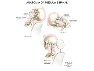 ANATOMIA DA MEDULA ESPINAL
 