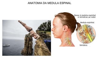 ANATOMIA DA MEDULA ESPINAL
 