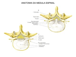 ANATOMIA DA MEDULA ESPINAL
 