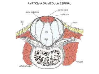 ANATOMIA DA MEDULA ESPINAL
 
