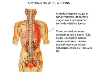ANATOMIA DA MEDULA ESPINAL
A medula espinal ocupa o
canal vertebral, do forame
magno até a primeira ou
segunda vértebra lombar.
Como o canal vertebral
estende-se até o sacro (S2),
existe um espaço dentro
deste canal sem medula
espinal (mas com raízes
nervosas), entre a L1 ou L2 e
S2.
 