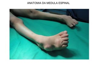 ANATOMIA DA MEDULA ESPINAL
 