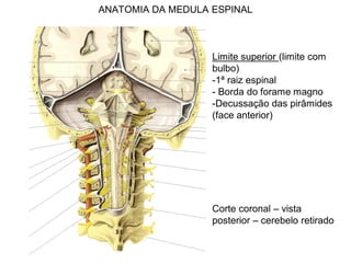 ANATOMIA DA MEDULA ESPINAL
Limite superior (limite com
bulbo)
-1ª raiz espinal
- Borda do forame magno
-Decussação das pirâmides
(face anterior)
Corte coronal – vista
posterior – cerebelo retirado
 