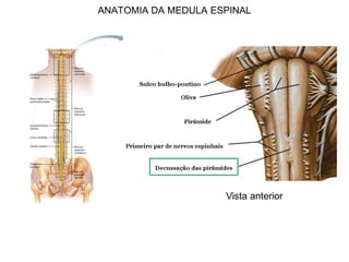 ANATOMIA DA MEDULA ESPINAL
Vista anterior
 