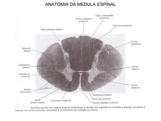 ANATOMIA DA MEDULA ESPINAL
 
