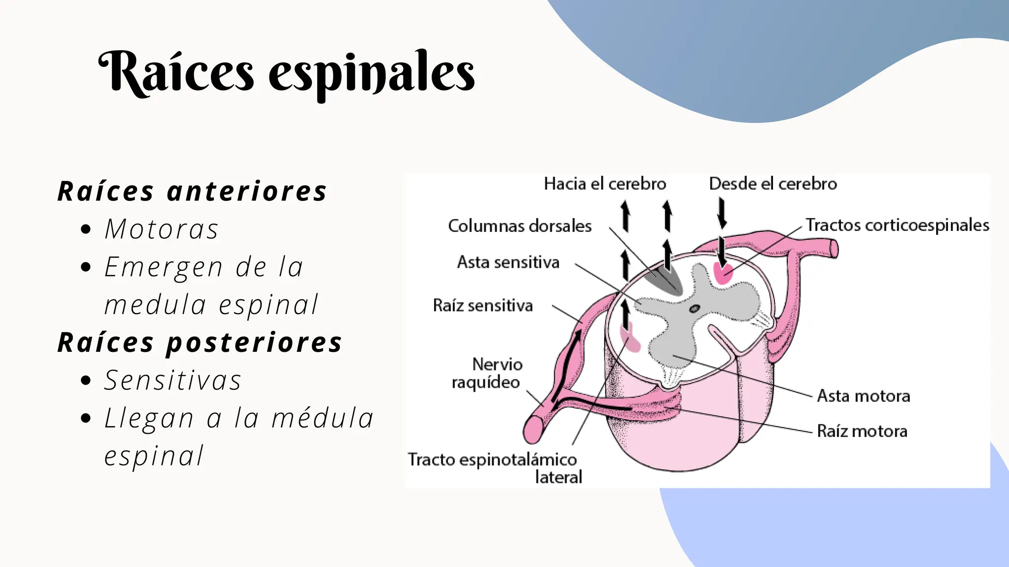 Medula Espinal Pdf