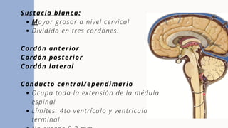 Mayor grosor a nivel cervical
Dividido en tres cordones:
Ocupa toda la extensión de la médula
espinal
Límites: 4to ventrículo y ventriculo
terminal
Sustacia blanca:
Cordón anterior
Cordón posterior
Cordón lateral
Conducto central/ependimario
 