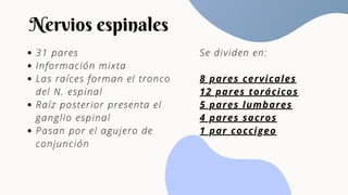31 pares
Información mixta
Las raíces forman el tronco
del N. espinal
Raíz posterior presenta el
ganglio espinal
Pasan por el agujero de
conjunción
Nervios espinales
Se dividen en:
8 pares cervicales
12 pares torácicos
5 pares lumbares
4 pares sacros
1 par coccigeo
 