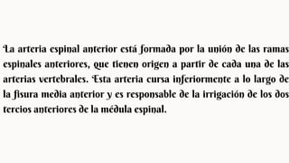 La arteria espinal anterior está formada por la unión de las ramas
espinales anteriores, que tienen origen a partir de cada una de las
arterias vertebrales. Esta arteria cursa inferiormente a lo largo de
la fisura media anterior y es responsable de la irrigación de los dos
tercios anteriores de la médula espinal.
 