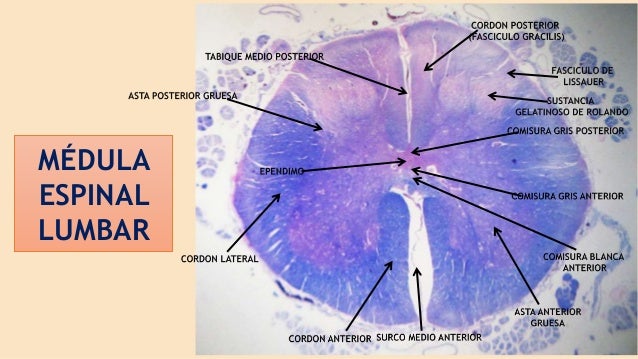 Medula espinal - niveles histologico