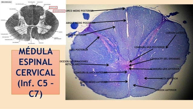 Medula espinal - niveles histologico