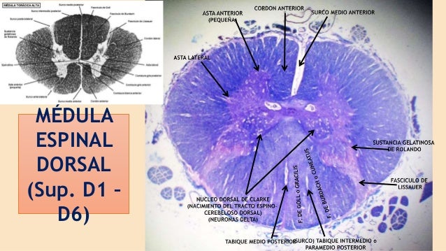 Medula espinal - niveles histologico