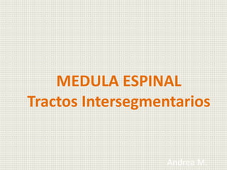 MEDULA ESPINAL
Tractos Intersegmentarios
Andrea M.
 