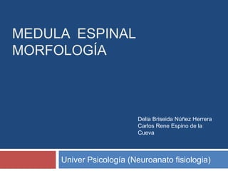 MEDULA ESPINAL
MORFOLOGÍA



                          Delia Briseida Núñez Herrera
                          Carlos Rene Espino de la
                          Cueva



     Univer Psicología (Neuroanato fisiologia)
 