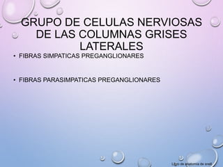 GRUPO DE CELULAS NERVIOSAS 
DE LAS COLUMNAS GRISES 
LATERALES 
• FIBRAS SIMPATICAS PREGANGLIONARES 
• FIBRAS PARASIMPATICAS PREGANGLIONARES 
Libro de anatomía de snell 
 
