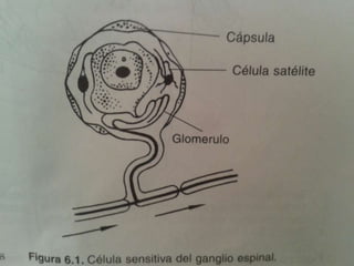 31/08/2014 
neuroanatomia funcional y clinica atlas del sistema nervioso central. edicion 5. j 
bustamante ed celsus 
 