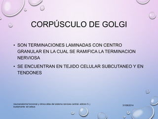 CORPÚSCULO DE GOLGI 
• SON TERMINACIONES LAMINADAS CON CENTRO 
GRANULAR EN LA CUAL SE RAMIFICA LA TERMINACION 
NERVIOSA 
• SE ENCUENTRAN EN TEJIDO CELULAR SUBCUTANEO Y EN 
TENDONES 
31/08/2014 
neuroanatomia funcional y clinica atlas del sistema nervioso central. edicion 5. j 
bustamante ed celsus 
 