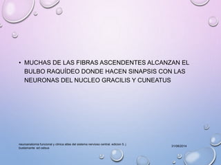 • MUCHAS DE LAS FIBRAS ASCENDENTES ALCANZAN EL 
BULBO RAQUÍDEO DONDE HACEN SINAPSIS CON LAS 
NEURONAS DEL NUCLEO GRACILIS Y CUNEATUS 
31/08/2014 
neuroanatomia funcional y clinica atlas del sistema nervioso central. edicion 5. j 
bustamante ed celsus 
 