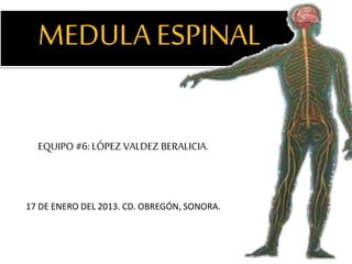 MEDULA ESPINAL
EQUIPO #6: LÓPEZ VALDEZ BERALICIA.
17 DE ENERO DEL 2013. CD. OBREGÓN, SONORA.
 