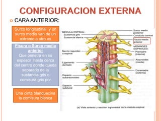  CARA ANTERIOR:
Surco longitudinal y un
surco medio van de un
extremo a otro es
Fisura o Surco media
anterior
Que penetra en su
espesor hasta cerca
del centro donde queda
separado de la
sustancia gris o
comisura gris por
Una cinta blanquecina
la comisura blanca
 