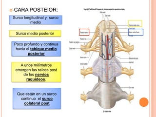  CARA POSTEIOR:
Surco longitudinal y surco
medio
Surco medio posterior
Poco profundo y continua
hacia el tabique medio
posterior
A unos milímetros
emergen las raíces post
de los nervios
raquídeos.
Que están en un surco
continuo el surco
colateral post
 