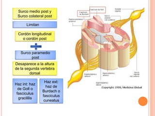 Surco medio post y
Surco colateral post
Cordón longitudinal
o cordón post
Limitan
Surco paramedio
post
Desaparece a la altura
de la segunda vertebra
dorsal
Haz int: haz
de Goll o
fasciculus
gracililis
Haz ext:
haz de
Burdach o
fasciculus
cuneatus
 