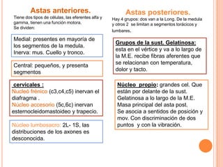 Medial: presentes en mayoría de
los segmentos de la medula.
Inerva: mus. Cuello y tronco.
Central: pequeños, y presenta
segmentos
cervicales :
Nucleó frénico (c3,c4,c5) inervan el
diafragma .
Núcleo accesorio (5c,6c) inervan
esternocleidomastoideo y trapecio.
Núcleo lumbosacro: 2L- 1S, las
distribuciones de los axones es
desconocida.
Astas posteriores.
Hay 4 grupos: dos van a la Long. De la medula
y otros 2 se limitan a segmentos torácicos y
lumbares.
Astas anteriores.
Tiene dos tipos de células, las eferentes alfa y
gamma, tienen una función motora.
Se dividen:
Grupos de la sust. Gelatinosa:
esta en el vértice y va a lo largo de
la M.E. recibe fibras aferentes que
se relacionan con temperatura,
dolor y tacto.
Núcleo propio: grandes cel. Que
están por delante de la sust.
Gelatinosa a lo largo de la M.E.
Masa principal del asta post.
Se asocia a sentidos de posición y
mov. Con discriminación de dos
puntos y con la vibración.
 