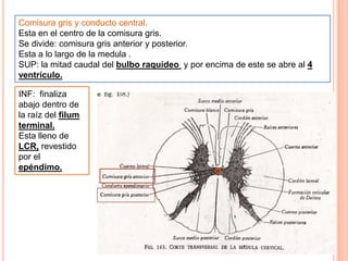 Comisura gris y conducto central.
Esta en el centro de la comisura gris.
Se divide: comisura gris anterior y posterior.
Esta a lo largo de la medula .
SUP: la mitad caudal del bulbo raquídeo y por encima de este se abre al 4
ventrículo.
INF: finaliza
abajo dentro de
la raíz del filum
terminal.
Esta lleno de
LCR, revestido
por el
epéndimo.
 
