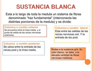 Esta a lo largo de toda la medula un sistema de fibras
denominado “haz fundamental” (interconecta las
distintas porciones de la medula) y se divide:
Columna o cordón anterior
Se encuentra entre la línea media y el
punto de salida de las raíces nerviosas
anteriores.
Columna o cordón lateral
Esta entre las salidas de las
raíces nerviosas ant. Y la
entrada de las post.
Columna o cordón posterior.
Se ubica entre la entrada de las
raíces post y la línea media. Rodea a la sustancia gris. Su
color blanco se debe a la
elevada cantidad de fibras
nerviosas mielíticas.
 