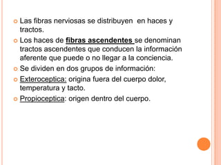  Las fibras nerviosas se distribuyen en haces y
tractos.
 Los haces de fibras ascendentes se denominan
tractos ascendentes que conducen la información
aferente que puede o no llegar a la conciencia.
 Se dividen en dos grupos de información:
 Exteroceptica: origina fuera del cuerpo dolor,
temperatura y tacto.
 Propioceptica: origen dentro del cuerpo.
 