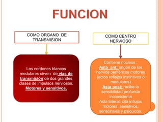 Los cordones blancos
medulares sirven de vias de
transmisión de dos grandes
clases de impulsos nerviosos.
Motores y sensitivos.
COMO ORGANO DE
TRANSMISION
COMO CENTRO
NERVIOSO
Contiene núcleos :
Asta ant: origen de los
nervios periféricos motores
(actos reflejos instintivos o
medulares)
Asta post: recibe la
sensibilidad profunda
inconsciente
Asta lateral: cita influjos
motores, sensitivos,
sensoriales y psiquicos.
 