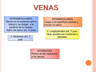 INTRAMEDULARES.
Nacen en la sustancia gris o
blanca y se dirigen a la
periferia de la medula.
Salen del surco ant. O post.
V. Medianas ant. Y
post.
PERIMEDULARES.
Llegan a la superficie medular y
forman un plexo
V. Longitudinales ant. Y post.
Que pueden ser medianas o
laterales.
EFERENTES.
Parten de las medulares
a los plexos.
 