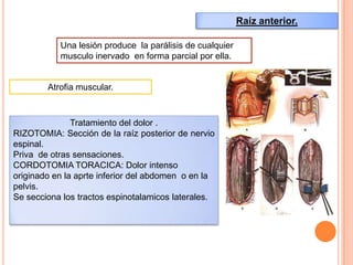 Raíz anterior.
Una lesión produce la parálisis de cualquier
musculo inervado en forma parcial por ella.
Atrofia muscular.
Tratamiento del dolor .
RIZOTOMIA: Sección de la raíz posterior de nervio
espinal.
Priva de otras sensaciones.
CORDOTOMIA TORACICA: Dolor intenso
originado en la aprte inferior del abdomen o en la
pelvis.
Se secciona los tractos espinotalamicos laterales.
 