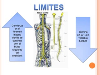 Comienza
en el
foramen
magno
donde se
continua
con el
bulbo
raquídeo
del
encéfalo.
Termina
en la 1 o 2
vertebra
lumbar
 