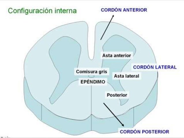 Asta Lateral De La Medula Espinal www.slideshare.net