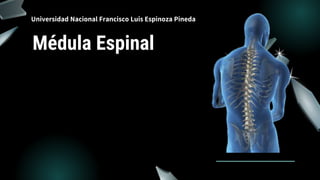 Médula Espinal
Universidad Nacional Francisco Luis Espinoza Pineda
 