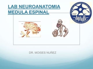 LAB NEUROANATOMIA
MEDULA ESPINAL
DR. MOISES NUÑEZ
 