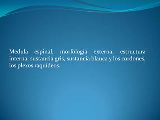 Medula espinal, morfología externa, estructura
interna, sustancia gris, sustancia blanca y los cordones,
los plexos raquídeos.
 