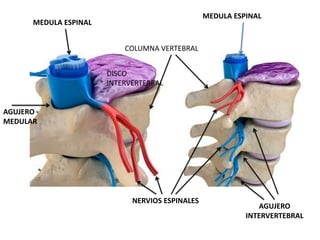 COLUMNA VERTEBRAL
MEDULA ESPINAL
MEDULA ESPINAL
NERVIOS ESPINALES
AGUJERO
MEDULAR
DISCO
INTERVERTEBRAL
AGUJERO
INTERVERTEBRAL
 