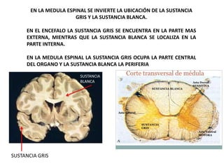 EN LA MEDULA ESPINAL SE INVIERTE LA UBICACIÓN DE LA SUSTANCIA
GRIS Y LA SUSTANCIA BLANCA.
EN EL ENCEFALO LA SUSTANCIA GRIS SE ENCUENTRA EN LA PARTE MAS
EXTERNA, MIENTRAS QUE LA SUSTANCIA BLANCA SE LOCALIZA EN LA
PARTE INTERNA.
EN LA MEDULA ESPINAL LA SUSTANCIA GRIS OCUPA LA PARTE CENTRAL
DEL ORGANO Y LA SUSTANCIA BLANCA LA PERIFERIA
SUSTANCIA GRIS
SUSTANCIA
BLANCA
 