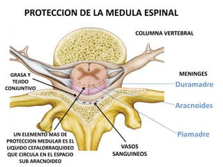 PROTECCION DE LA MEDULA ESPINAL
COLUMNA VERTEBRAL
MENINGESGRASA Y
TEJIDO
CONJUNTIVO
VASOS
SANGUINEOS
UN ELEMENTO MAS DE
PROTECCION MEDULAR ES EL
LIQUIDO CEFALORRAQUIDEO
QUE CIRCULA EN EL ESPACIO
SUB ARACNOIDEO
 