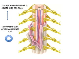 LA LONGITUD PROMEDIO EN EL
ADULTO ES DE 42 A 45 cm
SU DIAMETRO ES DE
APROXIMADAMENTE
2 cm
 