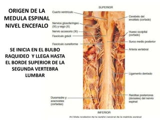 ORIGEN DE LA
MEDULA ESPINAL
NIVEL ENCEFALO
SE INICIA EN EL BULBO
RAQUIDEO Y LLEGA HASTA
EL BORDE SUPERIOR DE LA
SEGUNDA VERTEBRA
LUMBAR
 