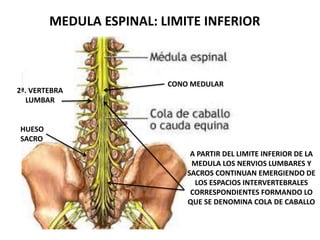MEDULA ESPINAL: LIMITE INFERIOR
A PARTIR DEL LIMITE INFERIOR DE LA
MEDULA LOS NERVIOS LUMBARES Y
SACROS CONTINUAN EMERGIENDO DE
LOS ESPACIOS INTERVERTEBRALES
CORRESPONDIENTES FORMANDO LO
QUE SE DENOMINA COLA DE CABALLO
2ª. VERTEBRA
LUMBAR
HUESO
SACRO
CONO MEDULAR
 