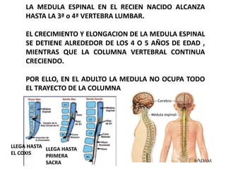 LA MEDULA ESPINAL EN EL RECIEN NACIDO ALCANZA
HASTA LA 3ª o 4ª VERTEBRA LUMBAR.
EL CRECIMIENTO Y ELONGACION DE LA MEDULA ESPINAL
SE DETIENE ALREDEDOR DE LOS 4 O 5 AÑOS DE EDAD ,
MIENTRAS QUE LA COLUMNA VERTEBRAL CONTINUA
CRECIENDO.
POR ELLO, EN EL ADULTO LA MEDULA NO OCUPA TODO
EL TRAYECTO DE LA COLUMNA
LLEGA HASTA
EL COXIS
LLEGA HASTA
PRIMERA
SACRA
 