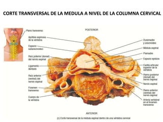 CORTE TRANSVERSAL DE LA MEDULA A NIVEL DE LA COLUMNA CERVICAL
 
