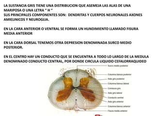 LA SUSTANCIA GRIS TIENE UNA DISTRIBUCION QUE ASEMEJA LAS ALAS DE UNA
MARIPOSA O UNA LETRA “ H “
SUS PRINCIPALES COMPONENTES SON: DENDRITAS Y CUERPOS NEURONALES AXONES
AMIELINICOS Y NEUROGLIA.
EN LA CARA ANTERIOR O VENTRAL SE FORMA UN HUNDIMIENTO LLAMADO FISURA
MEDIA ANTERIOR
EN LA CARA DORSAL TENEMOS OTRA DEPRESION DENOMINADA SURCO MEDIO
POSTERIOR.
EN EL CENTRO HAY UN CONDUCTO QUE SE ENCUENTRA A TODO LO LARGO DE LA MEDULA
DENOMINADO CONDUCTO CENTRAL, POR DONDE CIRCULA LIQUIDO CEFALORRAQUIDEO
 